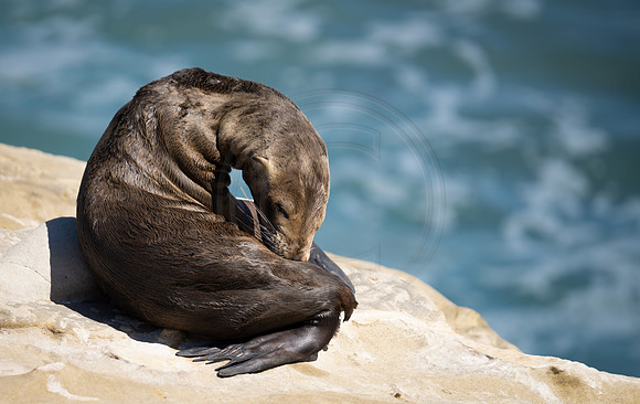 Sea Lion
