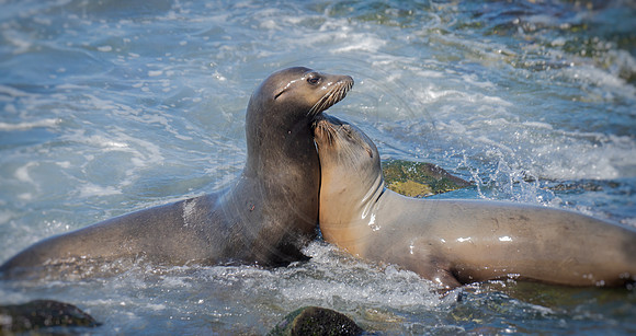 Sea Lion