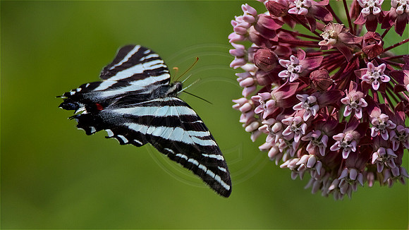 Zebra Swallowtail