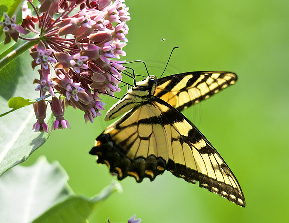 Eastern Swallowtail w/Milkweed