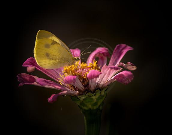 Clouded Sulphur