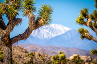 Joshua Tree