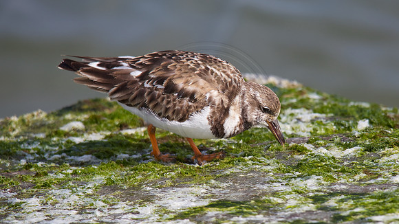 Ruddy Turnstone