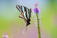 Butterflies and Dragonflies