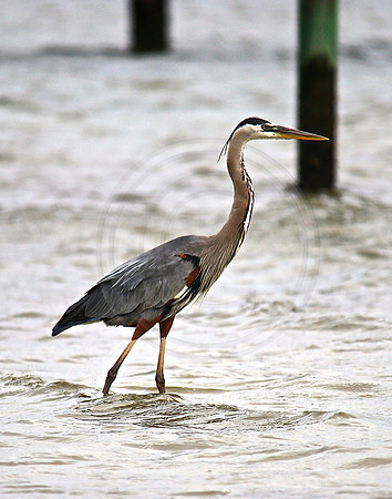 Great Blue Heron, Palmetto FL