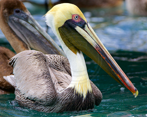 Brown Pelican