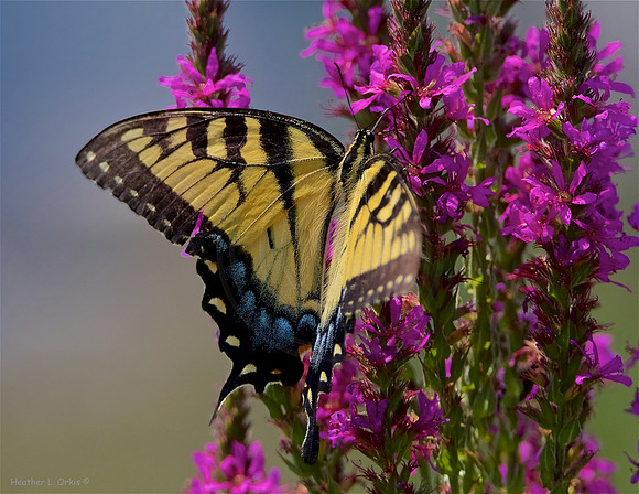 Eastern Tiger Swallowtail, female
