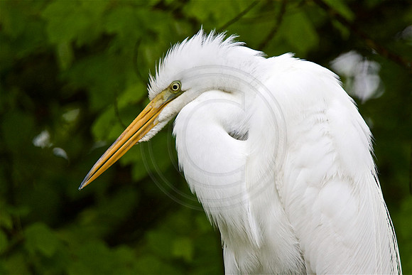 Great Egret