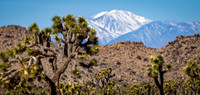 Joshua Tree