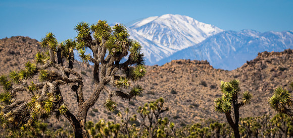 Joshua Tree