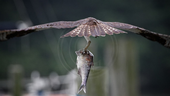 Fresh Fish!