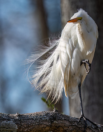 Great Egret