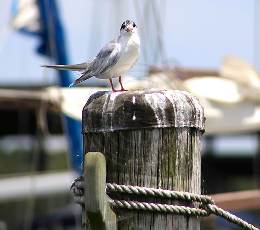 Common Turn, Georgetown Marina
